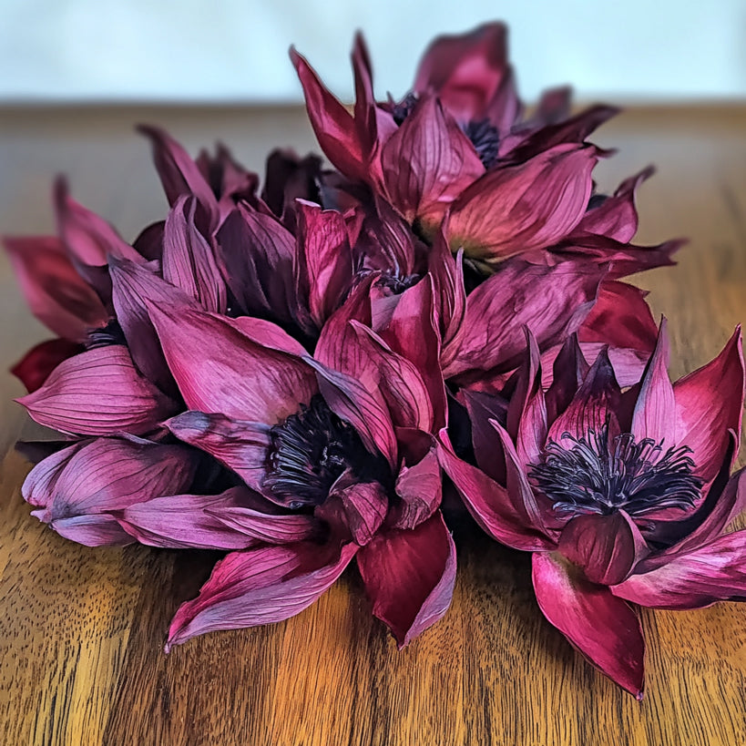 Roter Lotus | Red Tiger Lotus | Red Lotus | Nymphaea Rubra |Ganze Lotus Blumen | 100% Bio