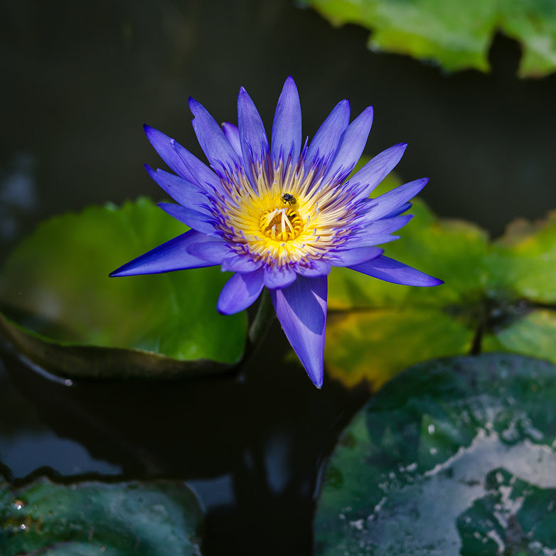 Blauer Lotos, Blauer Lotus (Nymphaea caerulea), Bluete Egyptian lotus, blue  lotus of the nile, blue